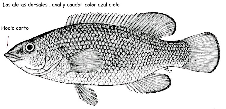 Labrus merula_001.jpg